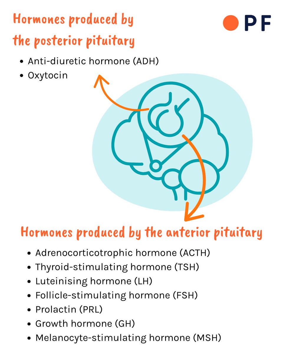 How many of these pituitary hormones did you know about? 

#WorldHormoneDay is approach and we want to put the pituitary in the spotlight! The pituitary gland is essential for producing and regulating many hormones throughout the body.

#BecauseHormonesMatter