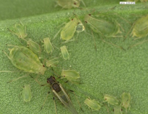 Mimi Tanimoto (@mimitanimoto) on Twitter photo Excellent paid #research opportunity for #undergraduates: Summer #studentship investigating plant defence molecules & aphid performance with <a href="/Dr_Joe_Roberts/">Dr Joe Roberts</a> <a href="/HAU_Entomology/">Entomology @ Harper Adams University</a> <a href="/HarperAdamsUni/">Harper Adams University</a>
rsb.org.uk/plant-students…
Sponsored by <a href="/AABiologists/">AAB @aabiologists.bsky.social</a>
#ECRchat #Entomology #PlantHealth Excellent paid #research opportunity for #undergraduates: Summer #studentship investigating plant defence molecules & aphid performance with <a href="/Dr_Joe_Roberts/">Dr Joe Roberts</a> <a href="/HAU_Entomology/">Entomology @ Harper Adams University</a> <a href="/HarperAdamsUni/">Harper Adams University</a>
rsb.org.uk/plant-students…
Sponsored by <a href="/AABiologists/">AAB @aabiologists.bsky.social</a>
#ECRchat #Entomology #PlantHealth