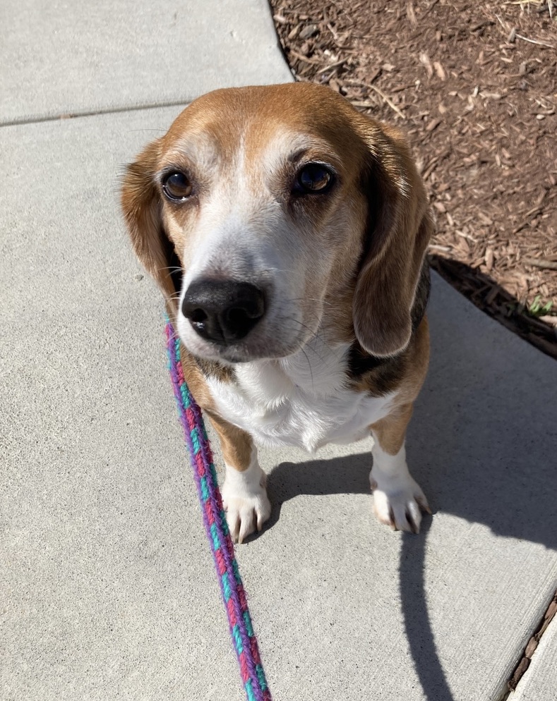 livewellian's tweet photo. Friends, Mom is still custom making jewelry and dream catchers. She can make small bracelets, big bracelets and any size between. #beagle #fundraising https://t.co/10YrFRBjyc