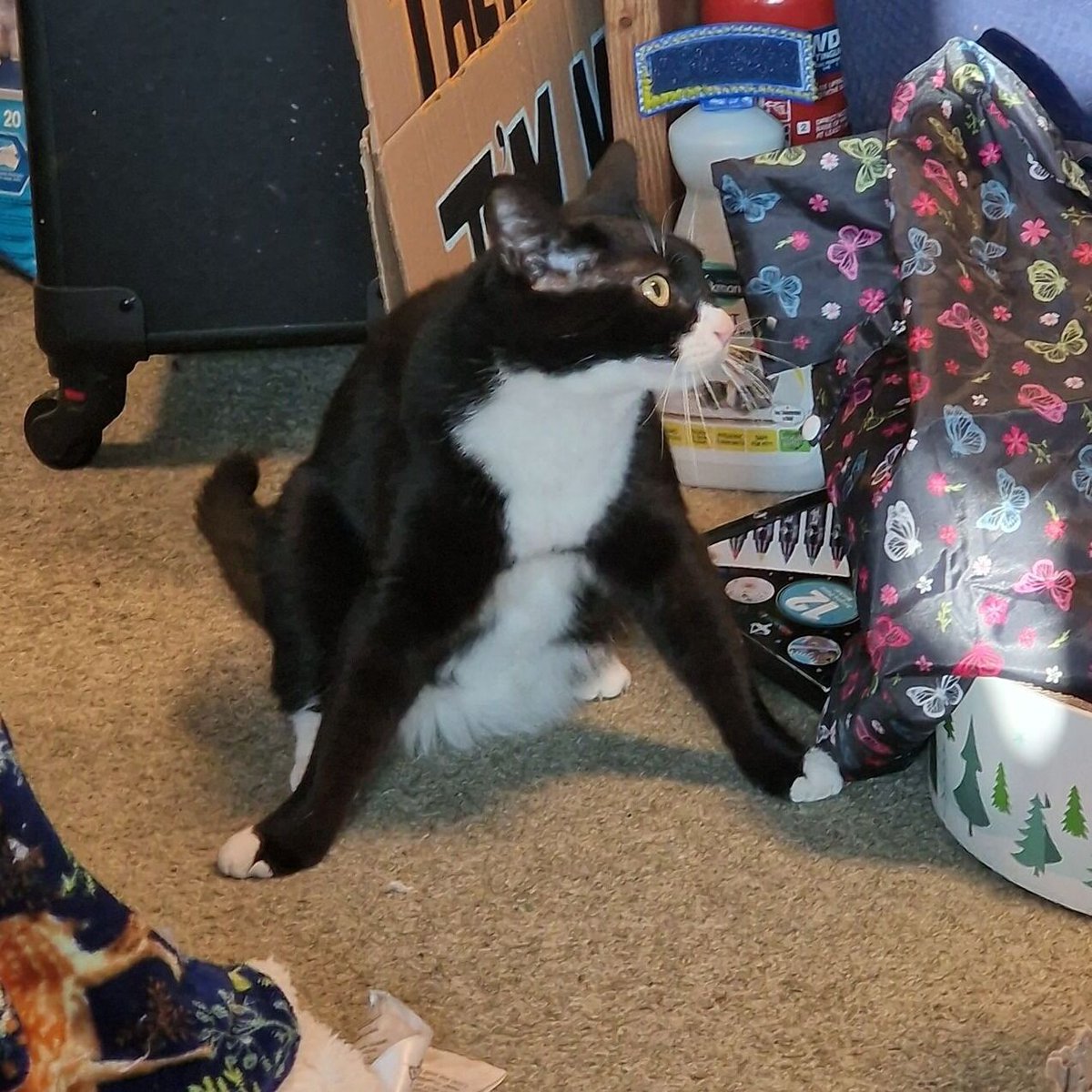 holly's tweet image. Paul's power stance