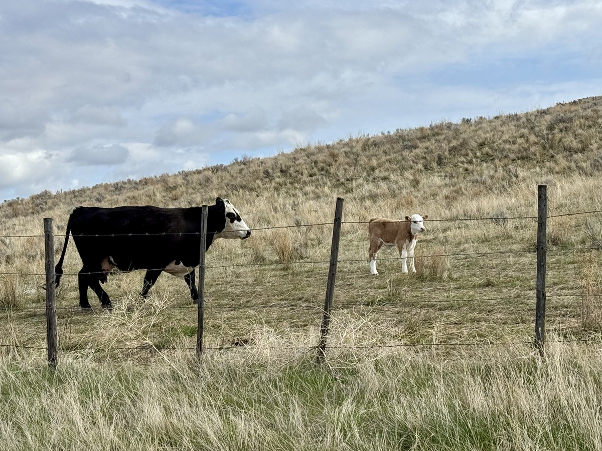FugaciousOne's tweet image. O meri Maa…
Main tera laadla
#Cows #Farms
#ExploreBC
#beautifulBC 
#BritishColumbia