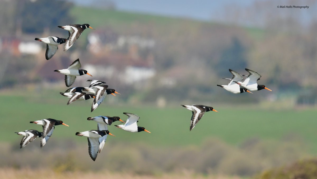 Oystercatchers - <a href="/MaliHalls/">Mali</a>