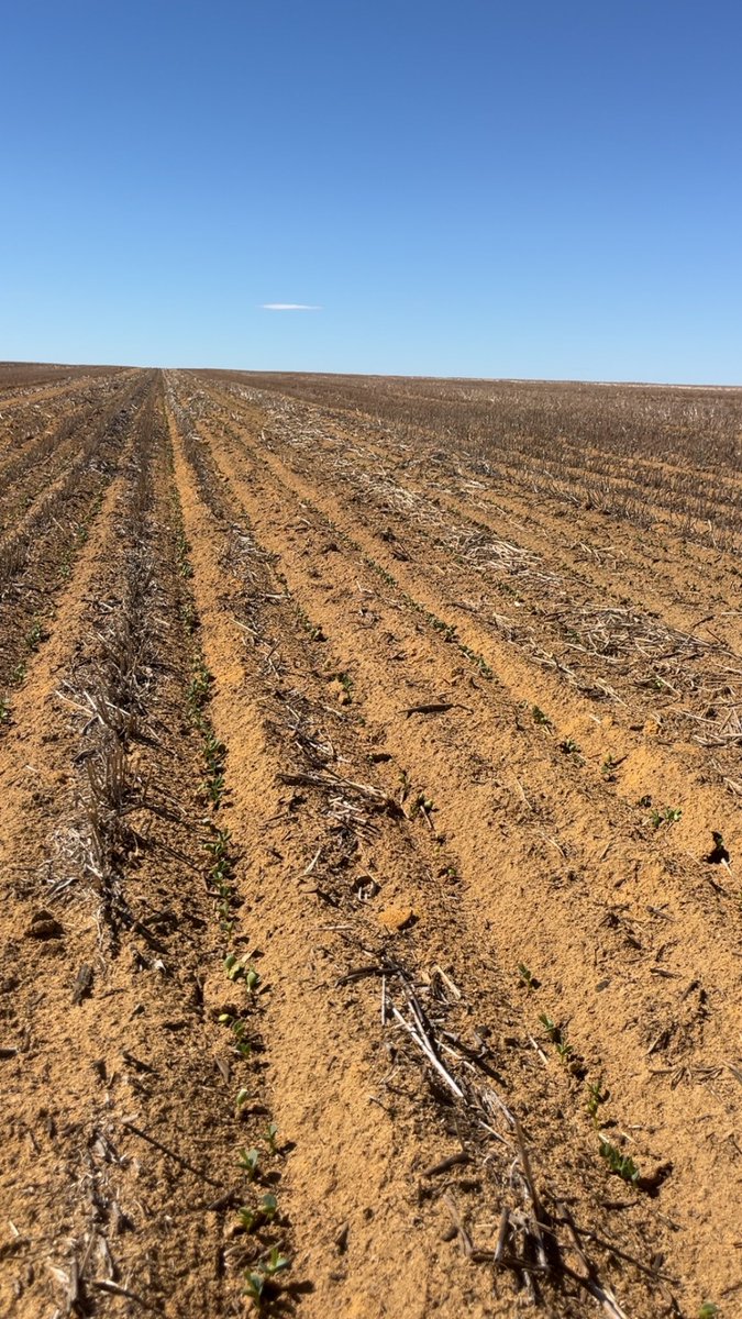 TajHasson's tweet photo. Lupins starting to show they’re faces 🫰
#seeding25 https://t.co/rpH0ISXfwp