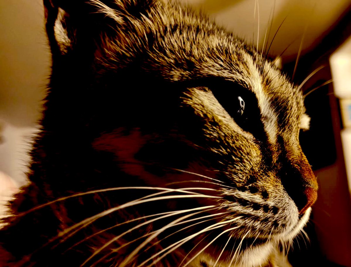 Ninja_Chichaa's tweet image. Your phone is enough 
#OnePlus13R #iPhone