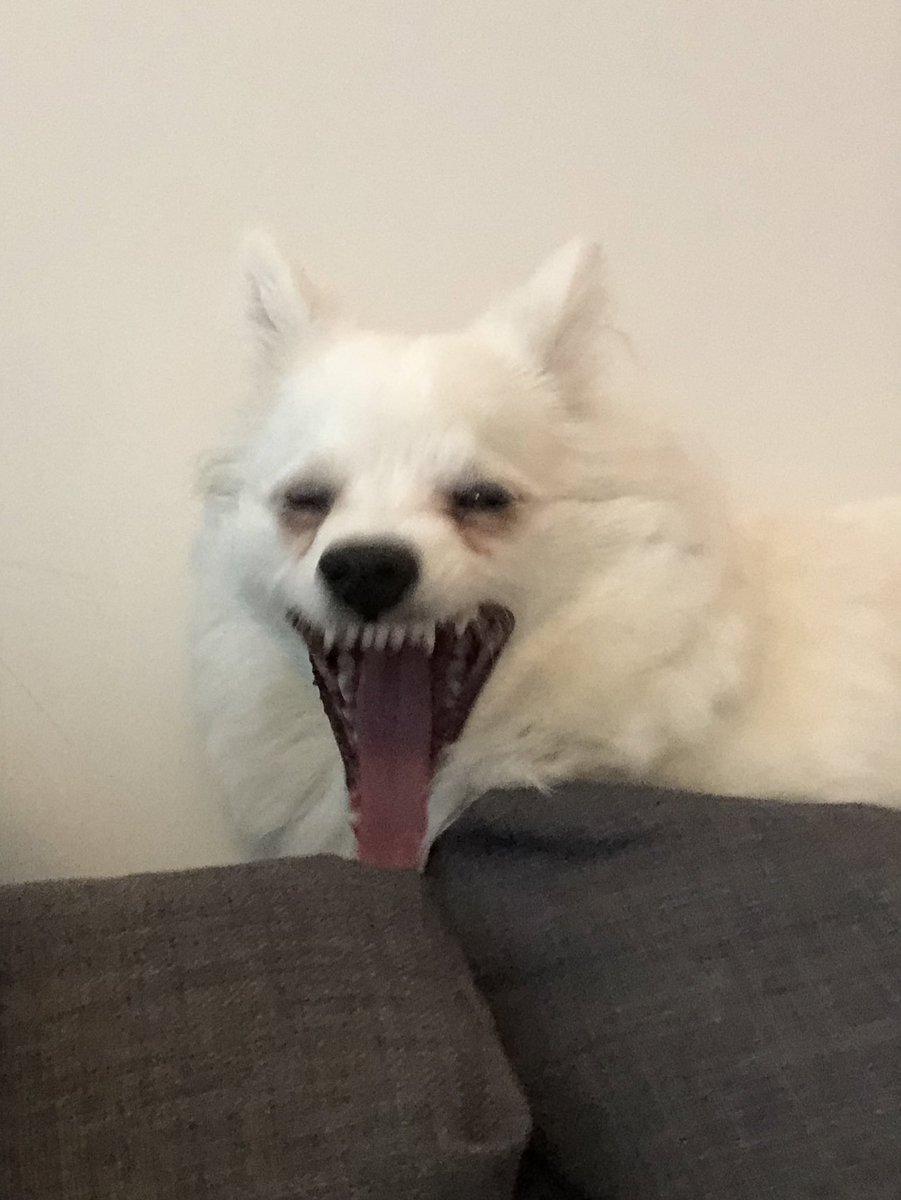 ughfluffwhatevr's tweet image. couch monster