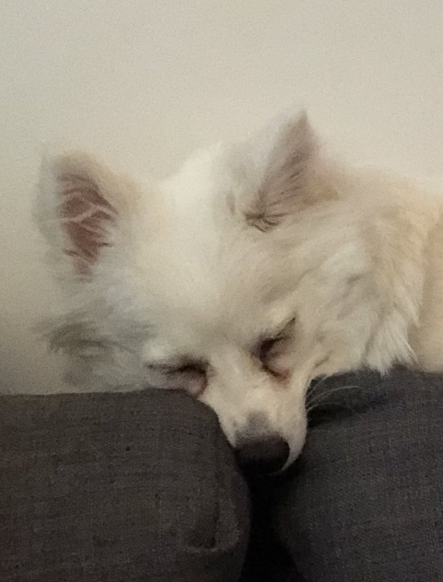 ughfluffwhatevr's tweet image. couch monster