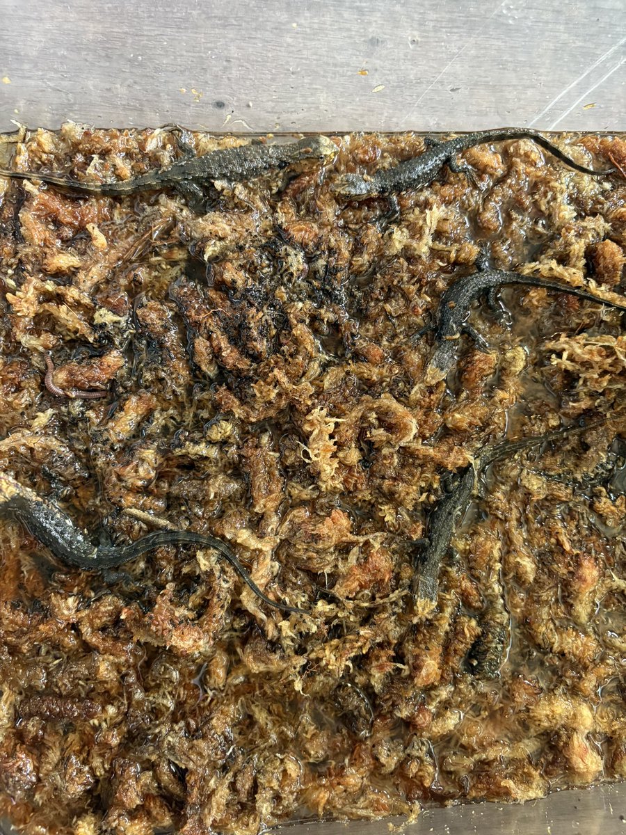 AussieReptiles's tweet photo. ベビワニトカゲ達も順調に育っています🦎
国内繁殖の生体は何でもよく食べ非常に飼いやすく慣れております⤴️⤴️飼育者様がストレスなく楽しみながら維持出来るように…今後もコスト度返しで優良種の飼育繁殖を徹底して頑張ります😁👍✨是非気になる種おりましたら早めにお問い合わせ下さい♪販売可能な時期に最高の状態でご連絡致しますm(__)m