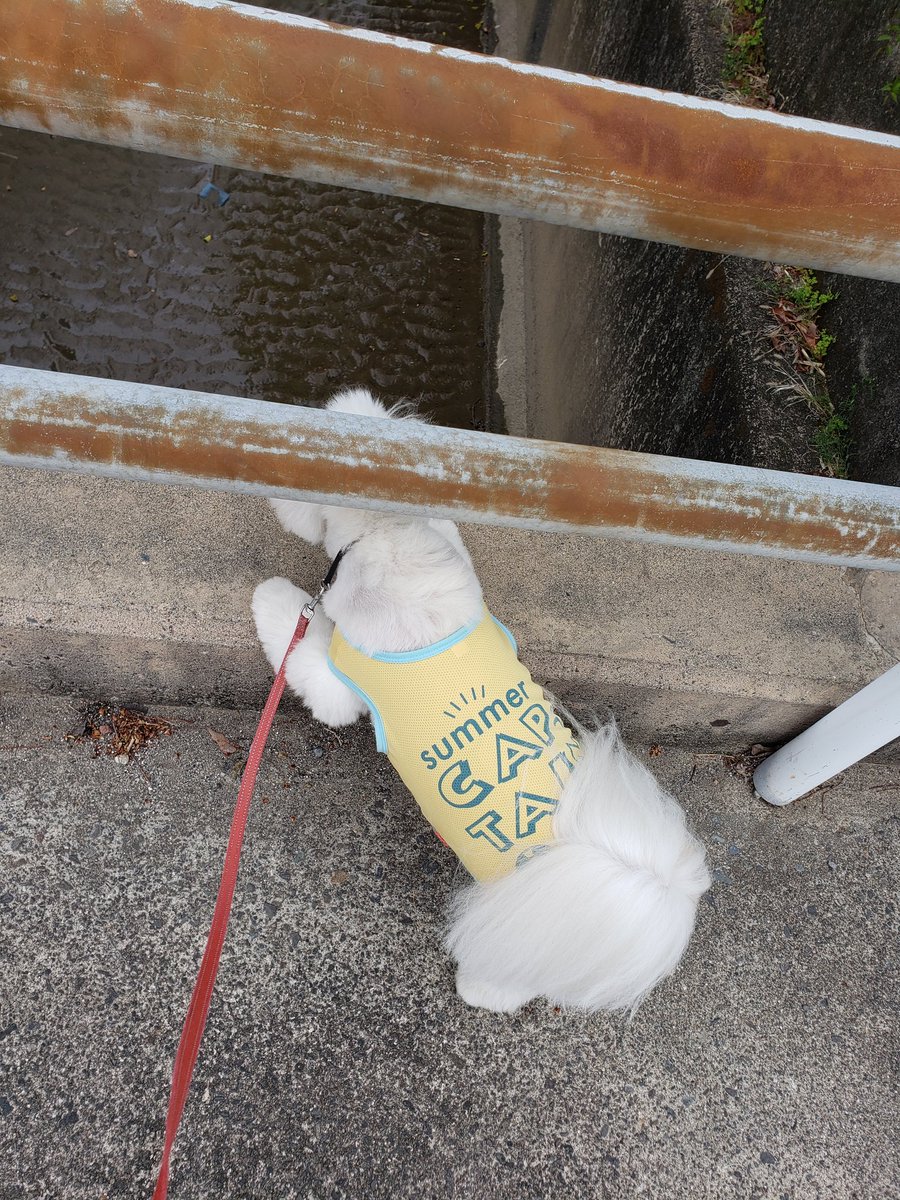 今日の朝んぽ😊
パンダとライオンがこっちに駆け寄ってきそう😅
そしてやっぱり川を覗き込むモコさん😆