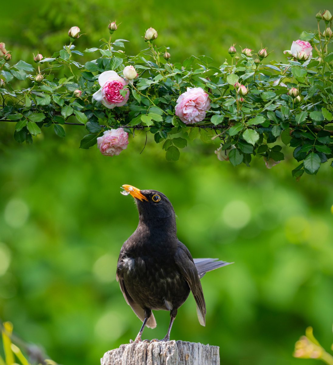 There comes a Day,
One of those glorious deep blue days,
When larks are singing and bees are humming,
And Earth gives voice in a thousand ways -
Then I, my friends, I too shall sing,
And hum a foolish little thing,
And whistle like a blackbird in the Spring. ~A.A.Milne #EarthDay