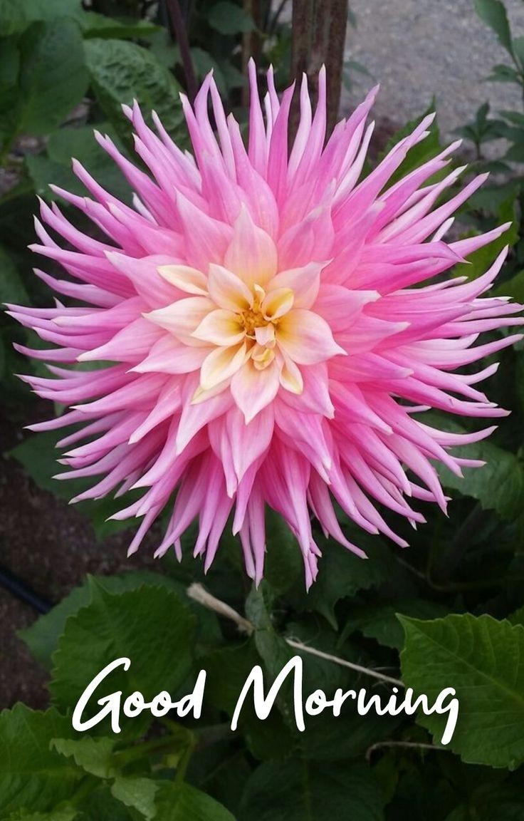 Good morning 

Have a good day