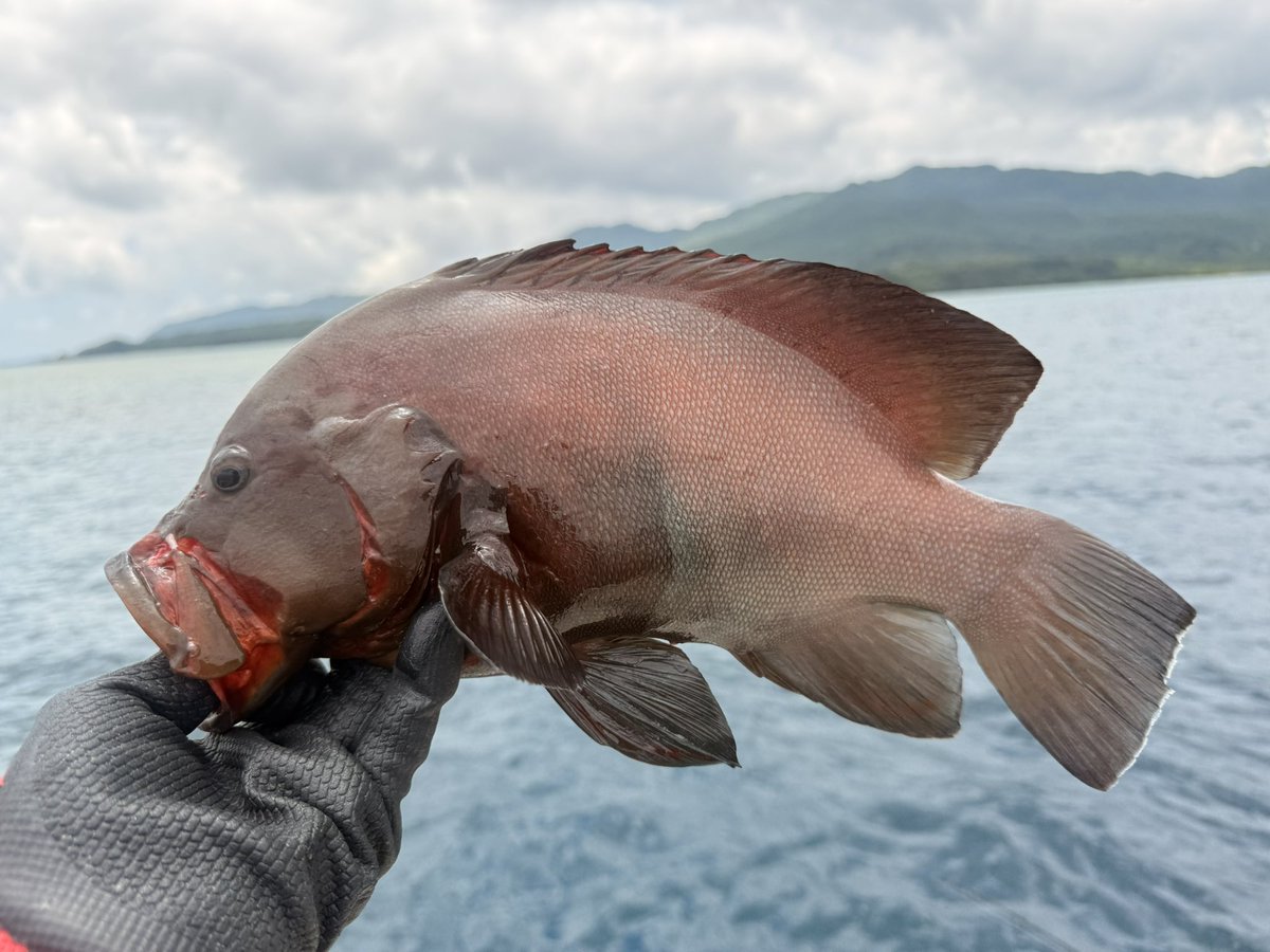 murachio's tweet image. まだまだ僕の知らない魚がいますね
調べたらクロハタと言うらしい
