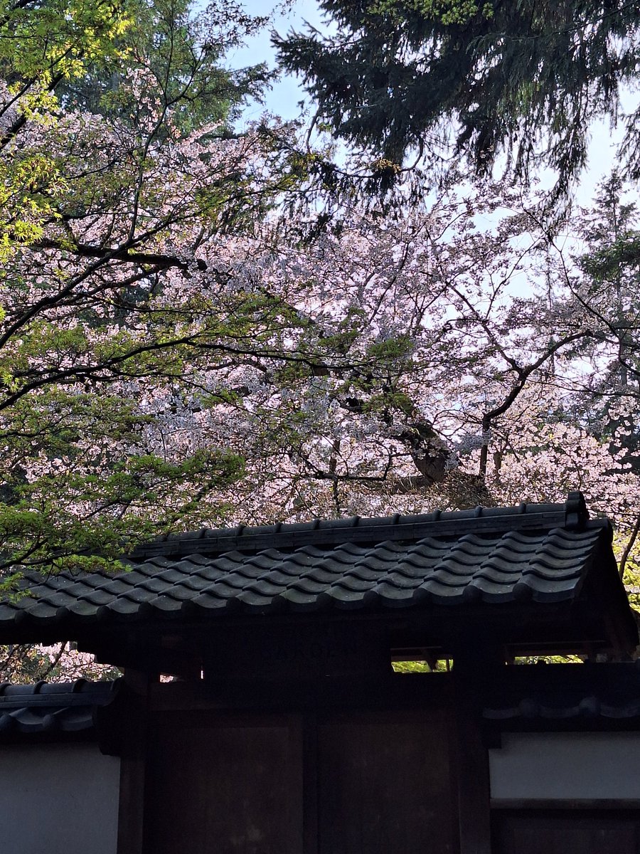 docsparker's tweet image. Cherry blossoms time at @NitobeGarden, @UBC
