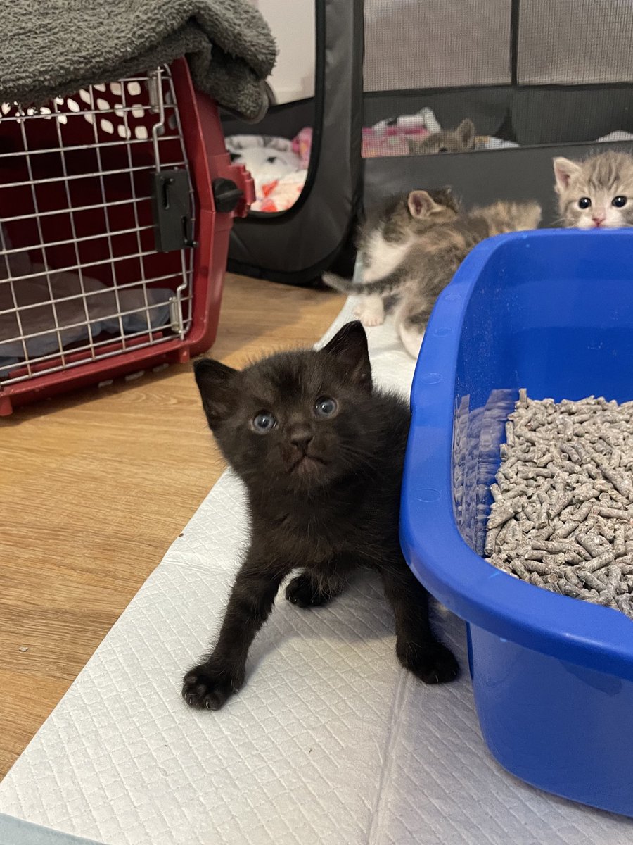 "and I was like nooo you guys we shouldn't escape the playpen, but they did it anyway so I had to come too so I can make sure they didn't do anything bad and stuff" - Big Fudge