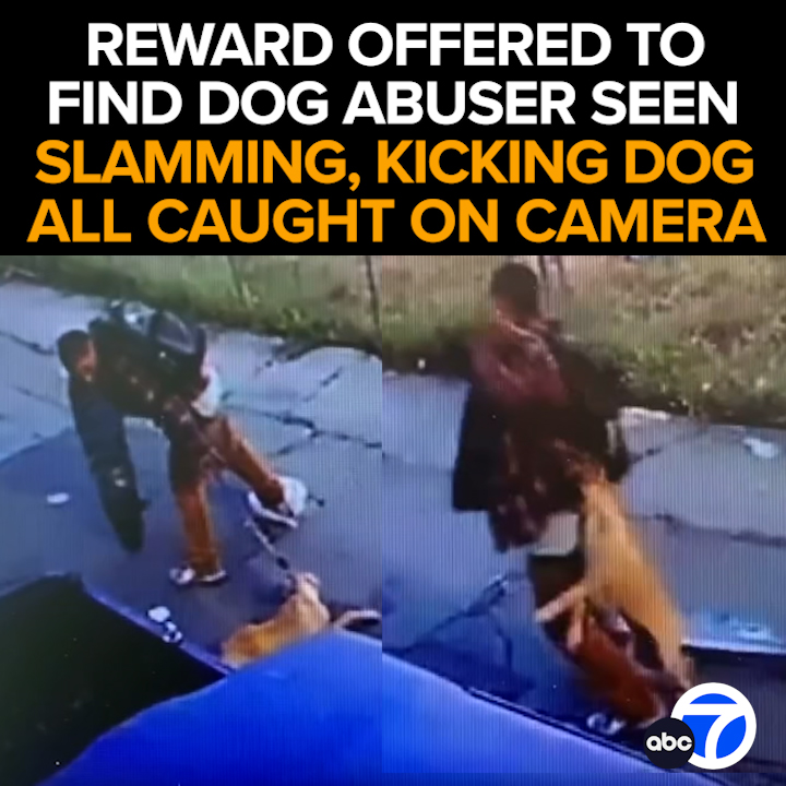 A man is caught on camera slamming a dog to the ground before kicking and dragging the poor pooch. Now, PETA is offering a reward to find the abuser, and the dog that they believe is likely injured. The desperate Long Beach search - Tonight at 11 from ABC7 abc7.la/3YFleay
