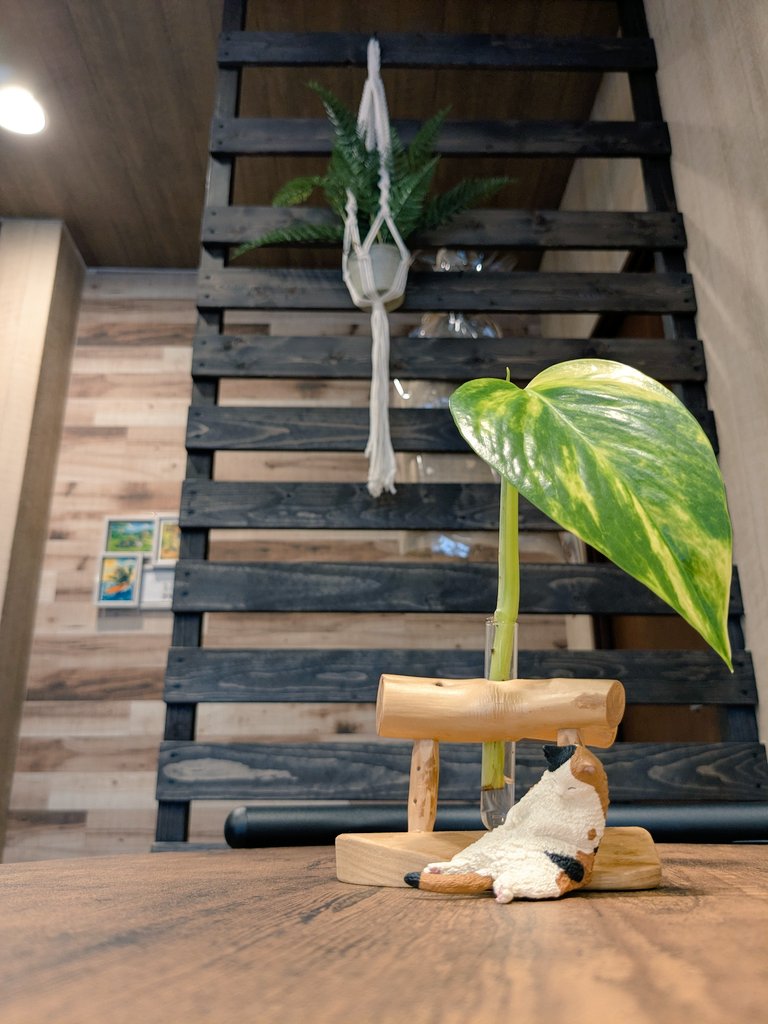Pp1Zf1's tweet image. 最近、初めてのお店巡りしてなかったので久しぶりの探索。
「bleuchat coffee」
お店のロゴやインテリア、店内に置かれた書籍などに猫モノが多い印象だったから猫推しなのかな?
ホットサンドもコーヒーも美味しくて、また行きたいと思えるお店でした😊
ご馳走様でした🙏
#bleuchatcoffee #cafe