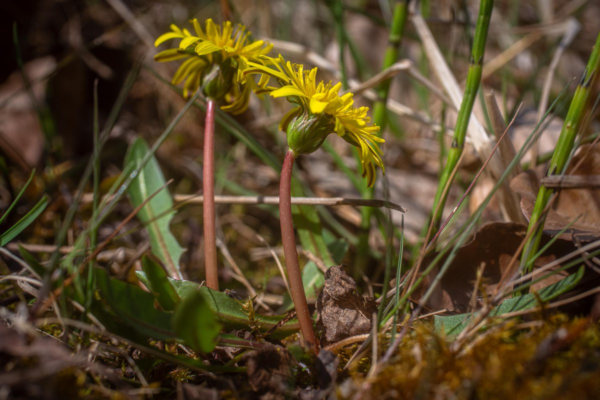 It's #Taraxacum #TwosDay

Once found much more common in NL,Taraxacum palustre sect. Palustria (H. Lindb.) Dahlst. is now seen just at a few places.
verspreidingsatlas.nl/1265

#Pissenlit
#Dandelion 
#Löwenzahn
#Paardenbloem