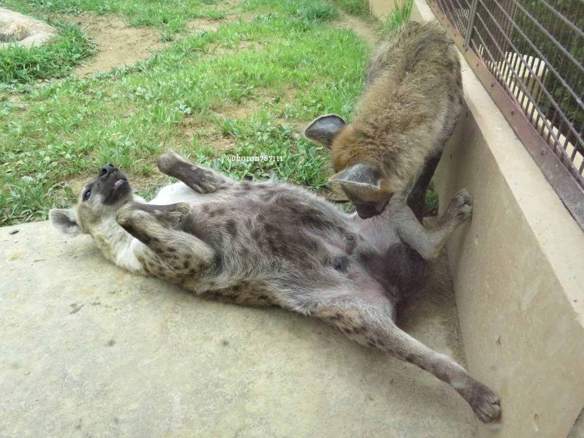 [🔗](api.tinyfox.dev/hourly/Yeens/D…)