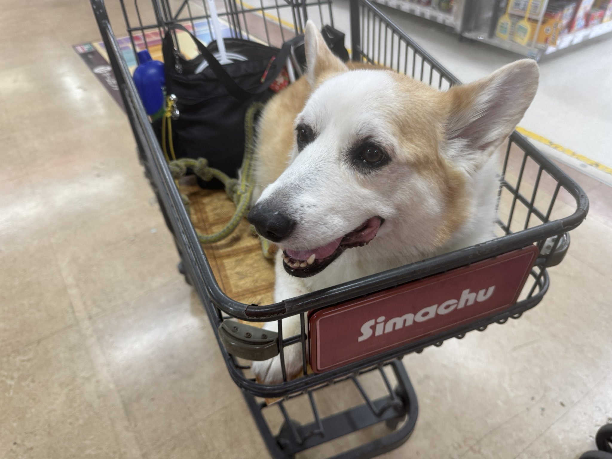 コーギー短足部(部長) (@corgi_andypapa) / X
