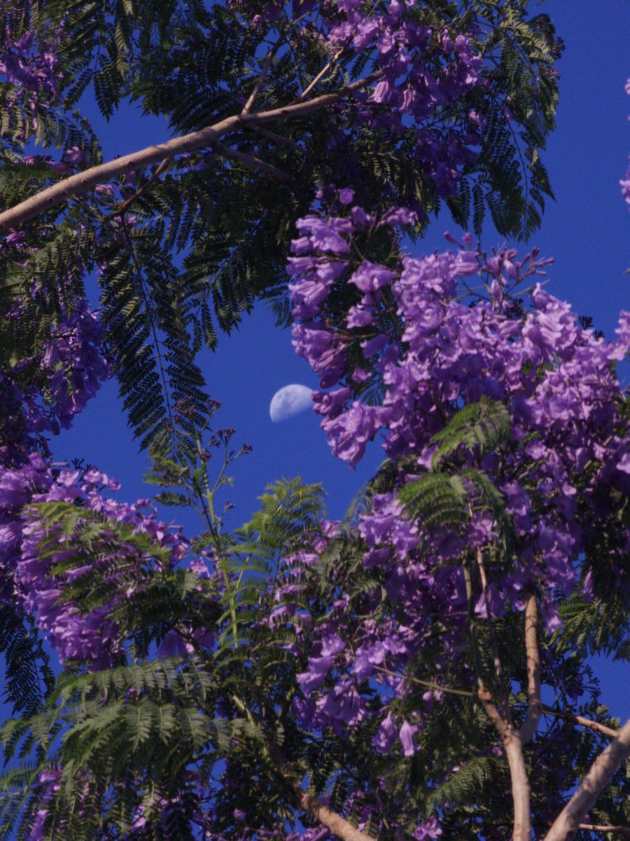 El_Sebas_09's tweet photo. #JacarandaAzteca 
@RicardoBSalinas @MLMSalinas @JorgeNikaidoB 
18.9831292, -98.2729763 https://t.co/JYMPbHjlqM