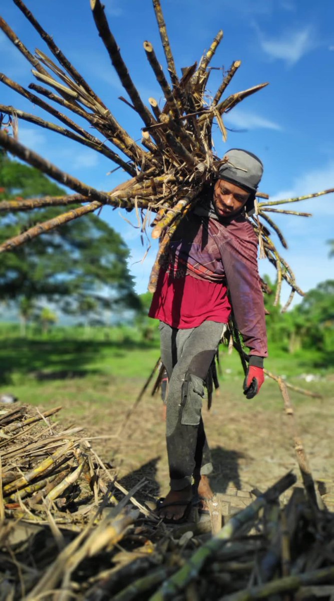🌍#EarthDay2025
From sugarcane to solar chains: Negros Occidental farmers decry new wave of land grabbing

Bacolod City – On Earth Day 2025, the *Kilusang Magbubukid ng Pilipinas* (KMP) is raising the alarm over a growing wave of land grabbing in Negros Occidental—this time under