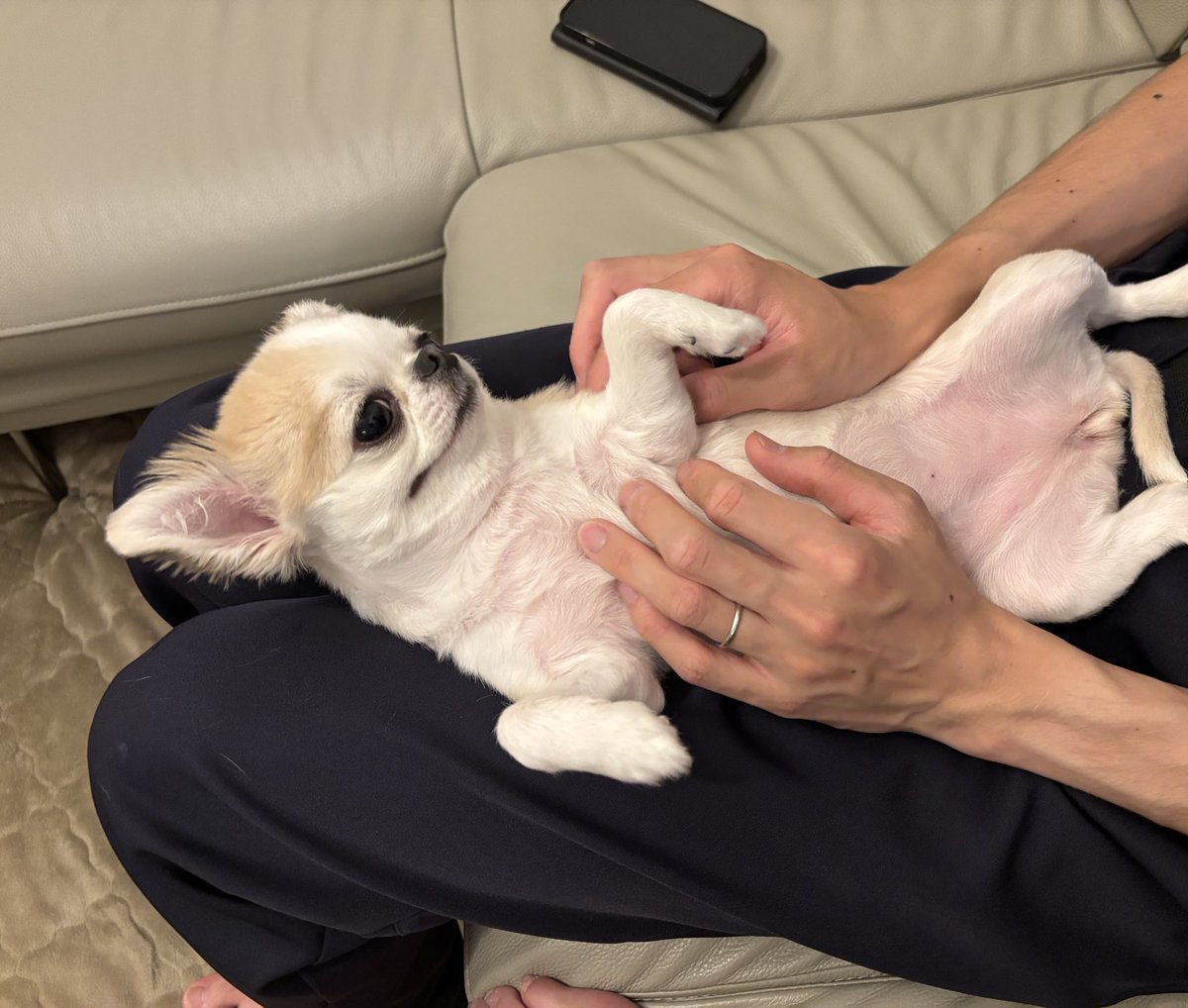 うめ(犬)親管理 (@chihuahua_ume) / Posts / X