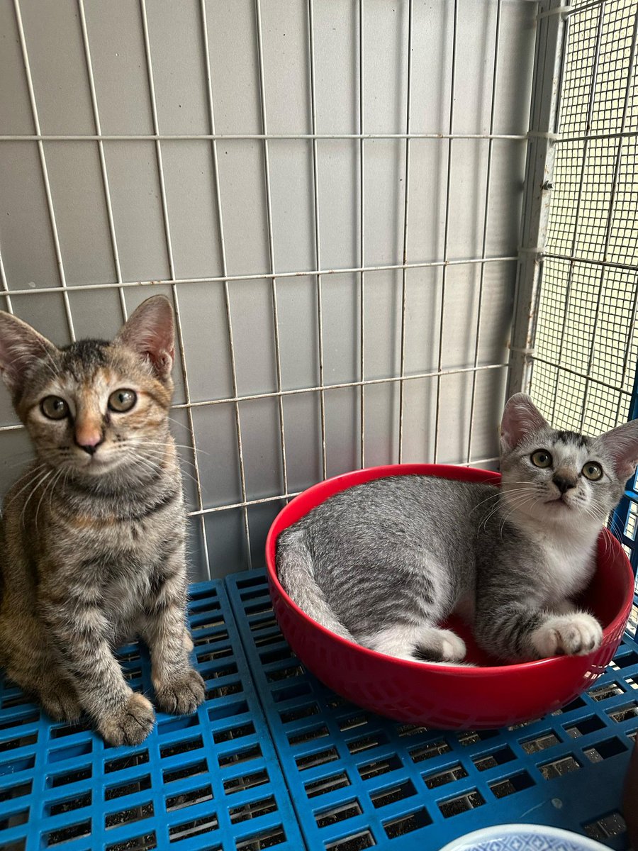 theadsh's tweet photo. Guyss! Look at them! 🥹😍

Open for adoption yaaaa! Lets take them home! 🥹

Benny 1.7kg(in the bowl)M
Biscuit 1.7kg F
Deflea, deworm and 1st vaccine given

Preferably double adoption and must be indoors

They are very very bonded and frankly are little tornadoes https://t.co/rN5Ndy0LlT