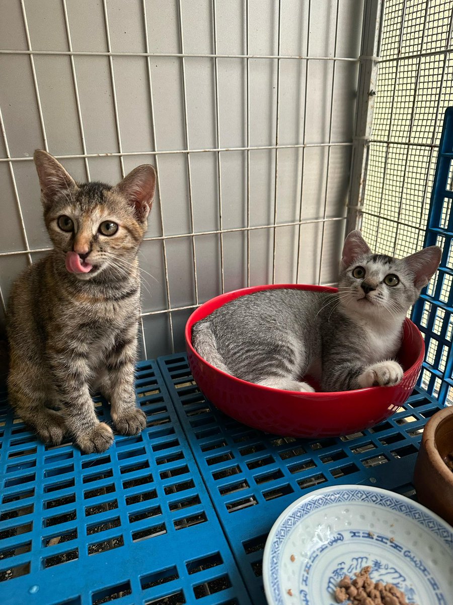 theadsh's tweet photo. Guyss! Look at them! 🥹😍

Open for adoption yaaaa! Lets take them home! 🥹

Benny 1.7kg(in the bowl)M
Biscuit 1.7kg F
Deflea, deworm and 1st vaccine given

Preferably double adoption and must be indoors

They are very very bonded and frankly are little tornadoes https://t.co/rN5Ndy0LlT