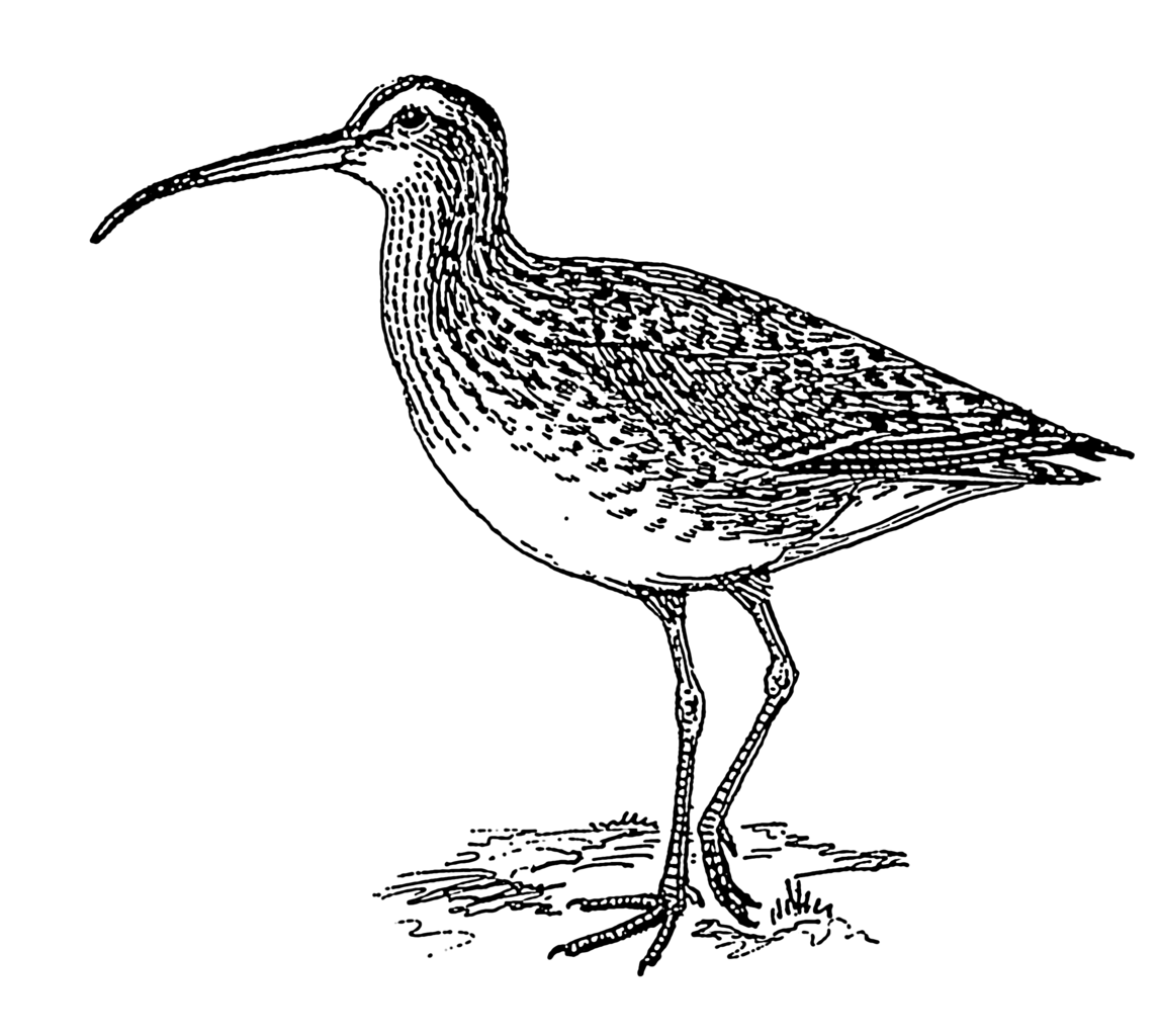 If anyone would like to draw a #curlew, with expert online tuition, join us tomorrow, April 23rd, 7-8.30 pm. A relaxed evening drawing, listening to music and curlew chat. Curlew Action are joining with the wonderful <a href="/WildDrawing/">Wild Life Drawing</a>. Might have a go myself 🫣 All you need is a