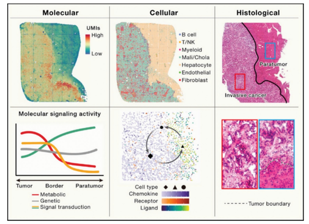 👉Read our latest: Exploring the #cell-to-cell communication network to better defeat #cancer
From Chen Yeh, Thierry Madison, and Krushna Plas.
Link: accscience.com/journal/TD/art…