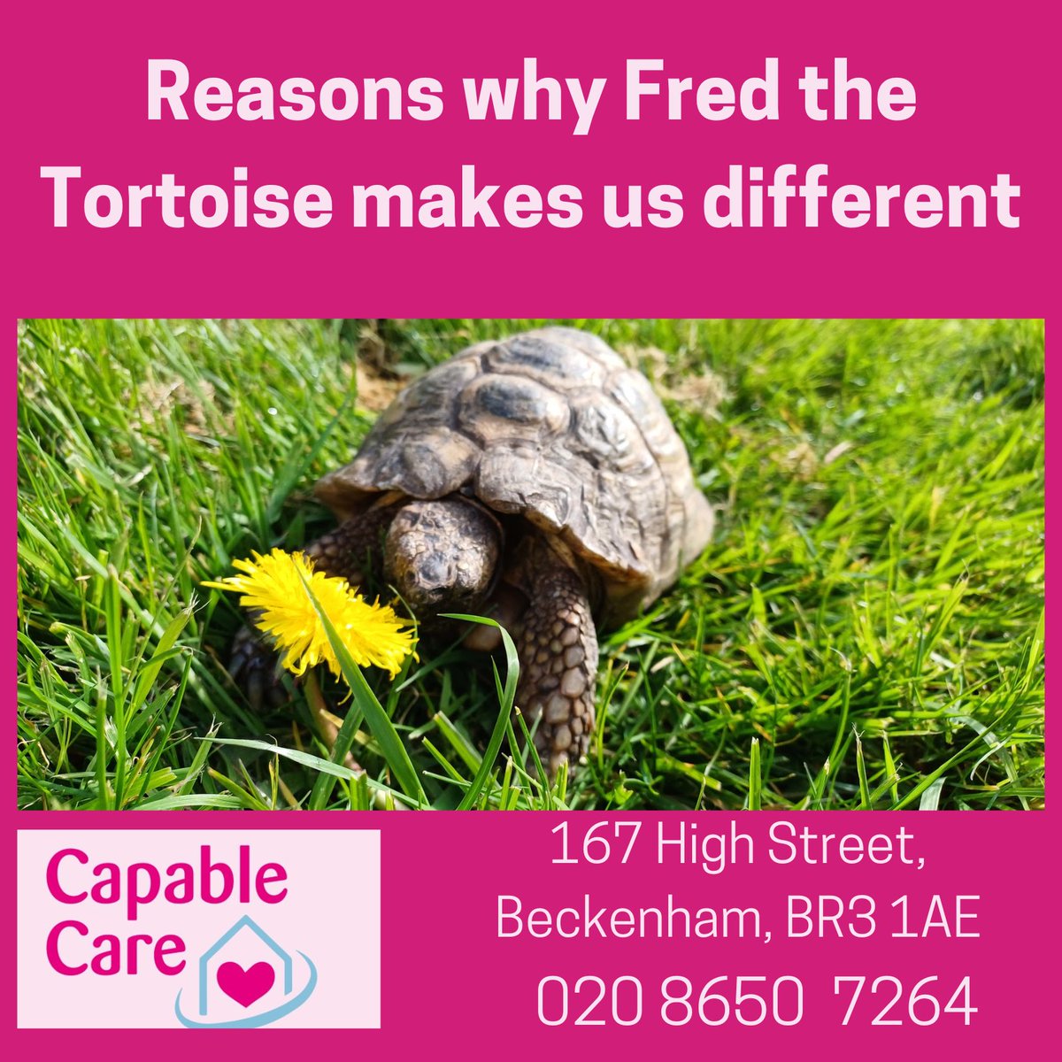 What does a tortoise have to do with providing brilliant care? 

Well - it's all to do with being flexible, caring and responsive.  Fred belonged to a client and after she died he came to live with us. Own care plan✅️ Own accomodation ✅️Own Nutrition assessment ✅️

#caring