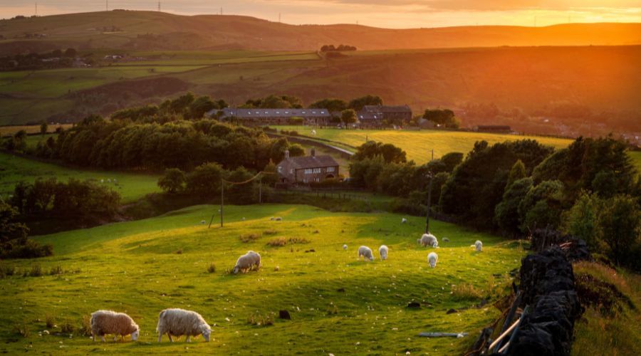 FarmersGuide's tweet image. A savage attack on a pedigree ewe worth £3,000 is the latest of a series of dog attacks on a Derbyshire couple’s farm in one of #PeakDistrict most popular tourist spots ⚠️

farmersguide.co.uk/rural/rural-cr…

#FarmLife #DogAttacks #SheepFarming #Derbyshire #RuralLife #BritishFarming
