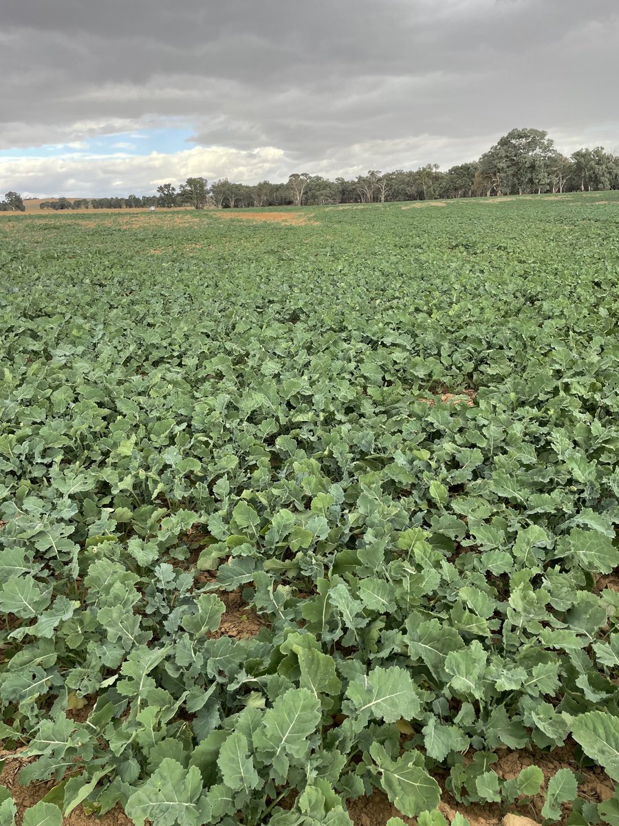 How Captain canola is hanging on I don’t know 🤷‍♂️.