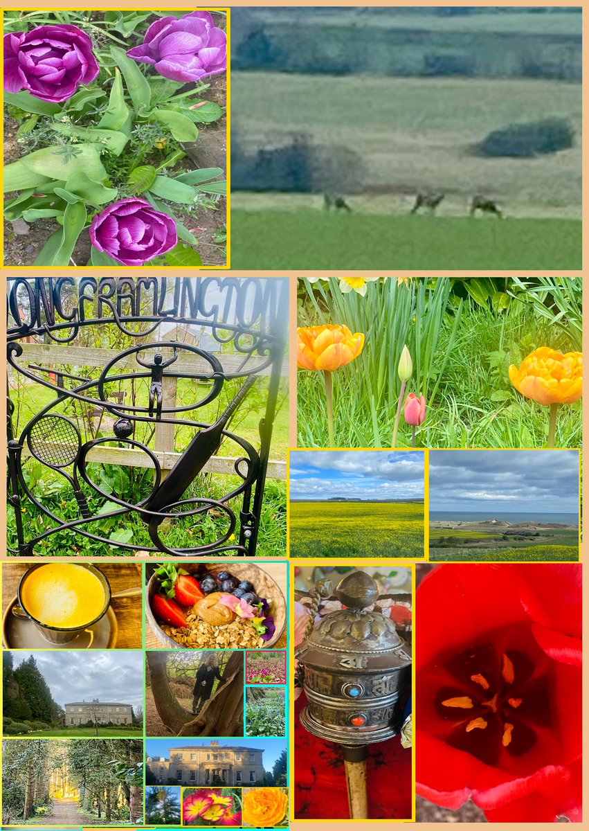 JudeMckerrecher's tweet image. #Tinymomentsofjoy🫶time in  Northumberland; catching up with friends &amp;amp; family; 3 deer in a field &amp;amp; lovely dandelion clocks; tying a yellow ribbon for my mum in the Columba room at St Columba’s Hospice on Easter Sunday; flowers; walking; charity shop finds. Happy New Term to all👐
