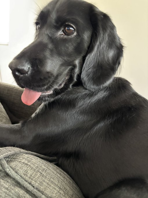 にやけ面どっぐ 