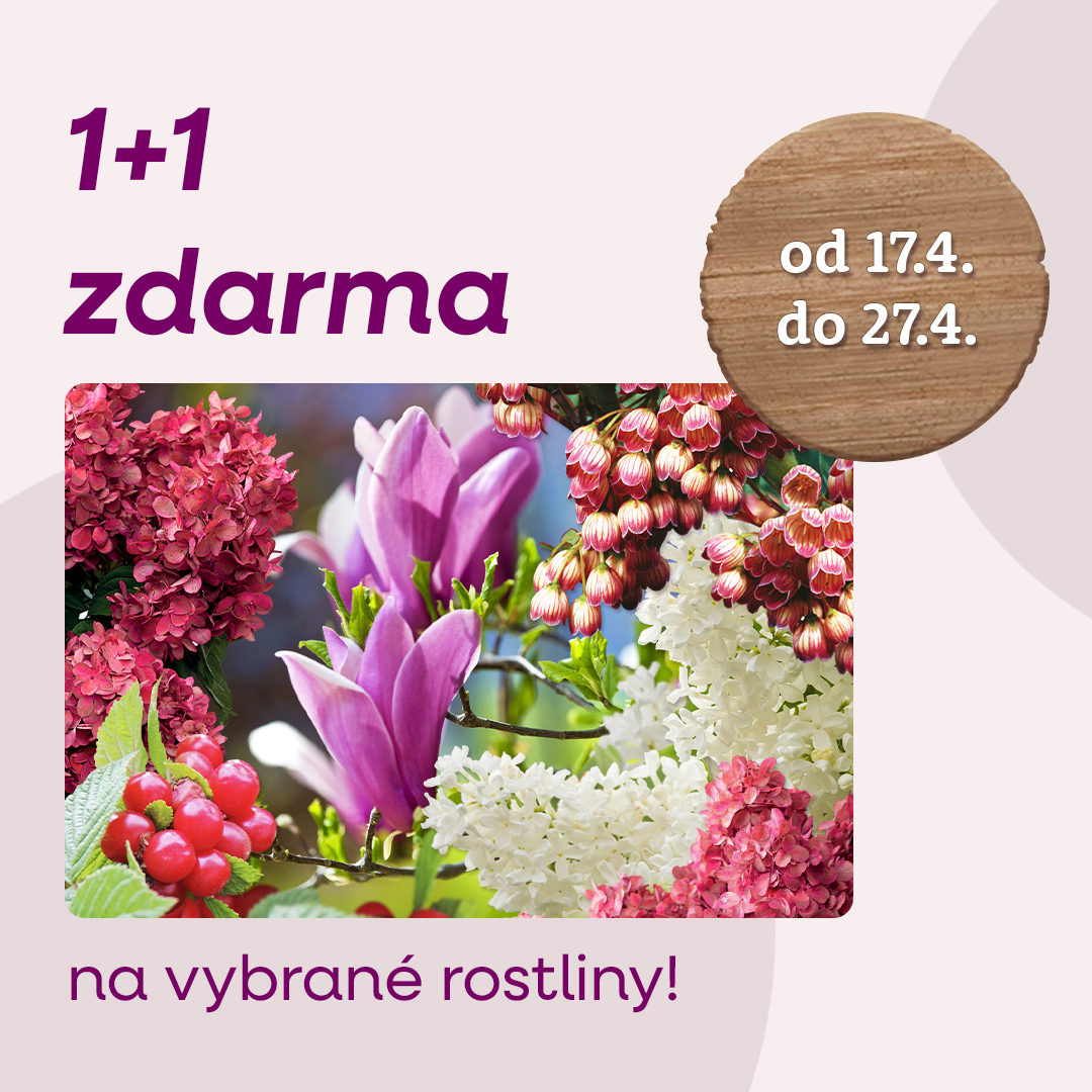 STARKLzahradnik's tweet image. Akce 1+1 na vybrané rostliny! 🤗

Pokud si objednáte jakoukoli rostlinu z kategorie '1+1', my Vám ke každé zakoupené zašleme tutéž rostlinu zcela zdarma. 💚

🚨 Akce platí v e-shopu od 17.4. do 27.4.2025 včetně.

#okrasnekere #akce #1plus1 #starkl #zahradnik #josefstarkl