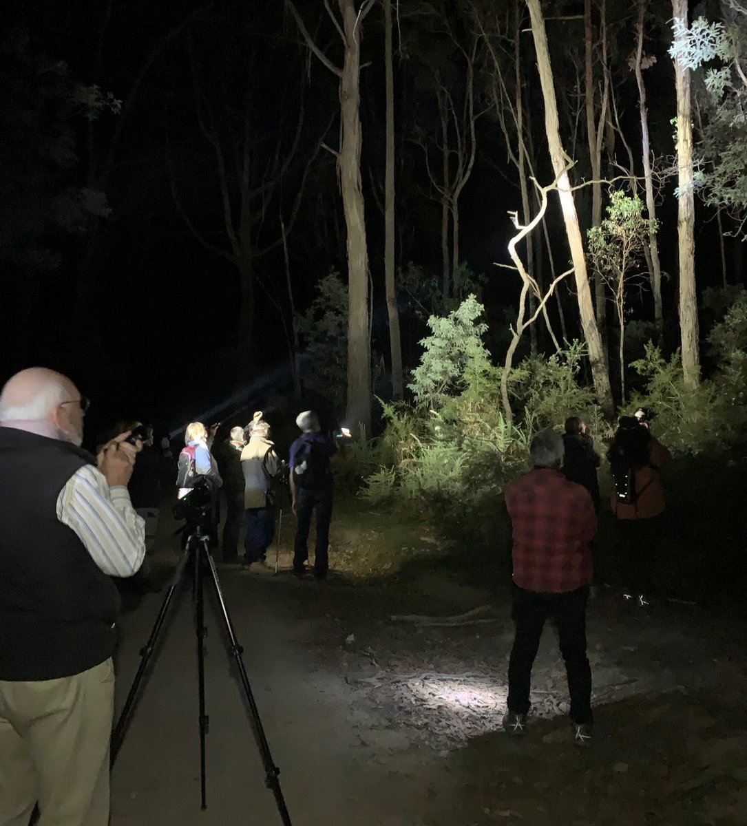alliance_forest's tweet photo. BEAM and Biolinks Alliance are holding night-time spotlight surveys for Greater Gliders in the Tallarook and Mt Disappointment Forest.

➡ https://t.co/OpnbCHDxIX https://t.co/iFfprXEgBf
