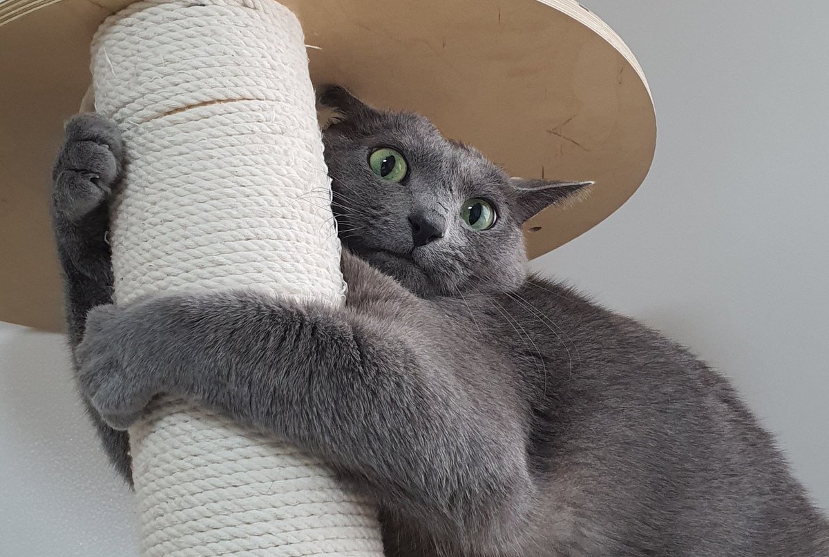 요즘 그리고 싶은게 잔뜩이다..
내 일러부터 시작해서 팬아트까지..
근데 집 와서도 잔업한다 ㅇㅡㅇ...
아!!!!!!!!!나한테서 덕질할 시간 뺏지마!!!!!
(사진:스크래쳐 긁긁 놀이로 신난 해일쿤)