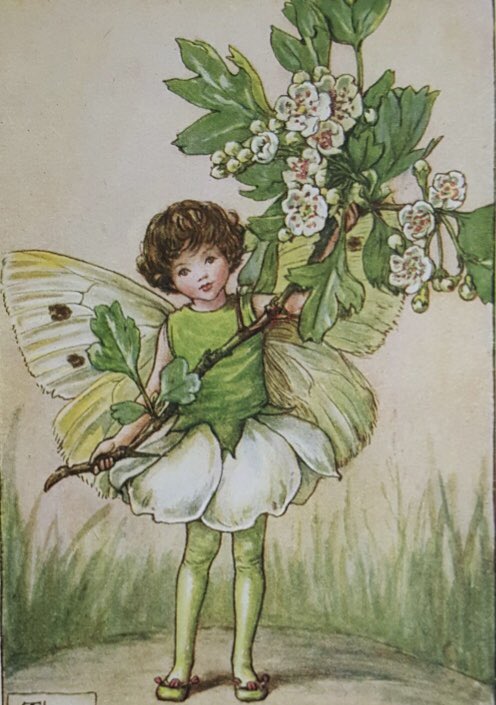 frome_maude's tweet photo. Hawthorn is known as the May tree, as it should be in full blossom by then. It gifts love &amp; healing to the heart &amp; is sacred to the goddess Brigid 
when she brings new growth &amp; fertility. Known as a tree beloved of faeries, the hawthorn should never be harmed. #FairyTaleTuesday https://t.co/1qFzq12gpd