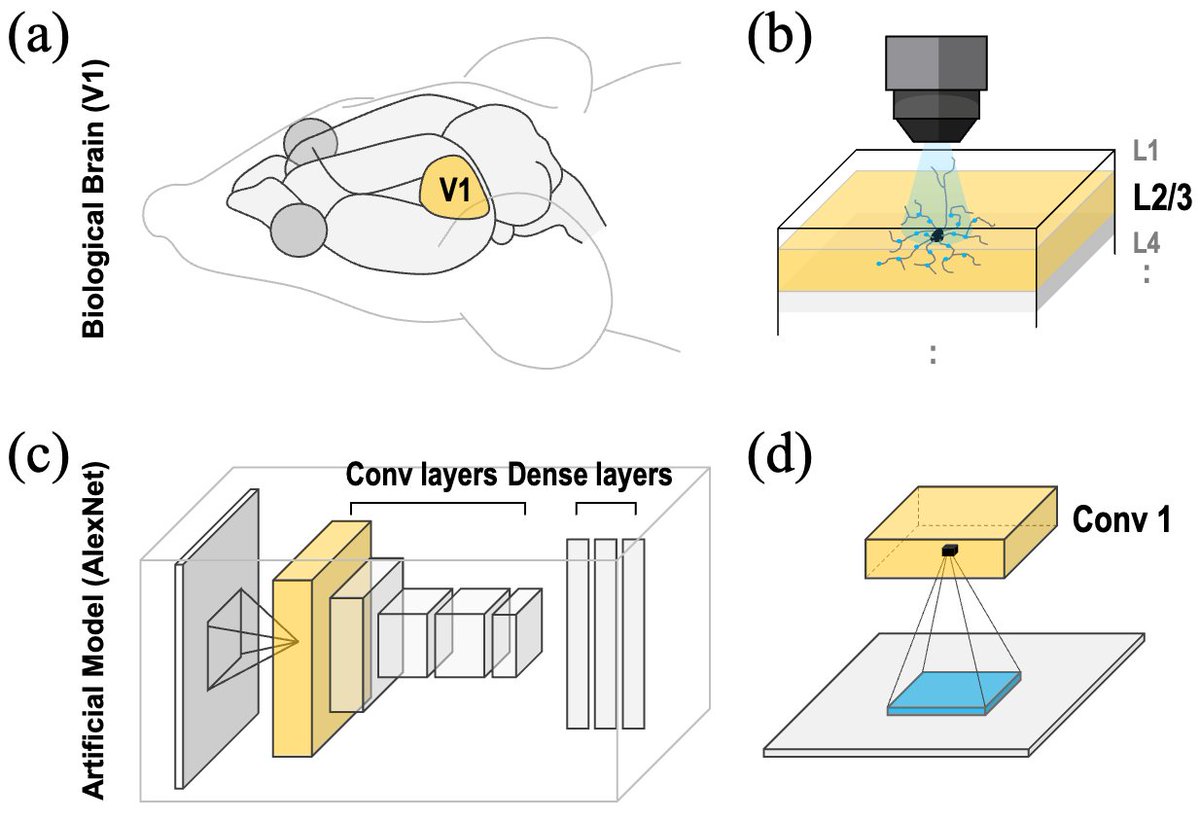 Brain-Inspired AI Breakthrough: Making Computers See More Like Humans
- IBS-Yonsei Team Unveils Novel Lp-Convolution at ICLR 2025 -

ibs.re.kr/cop/bbs/BBSMST…