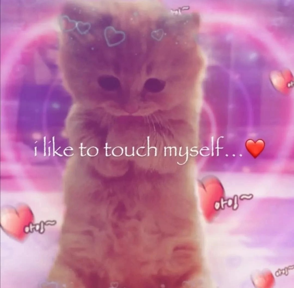 LiterallyMeCats (@literallymecats) on Twitter photo 