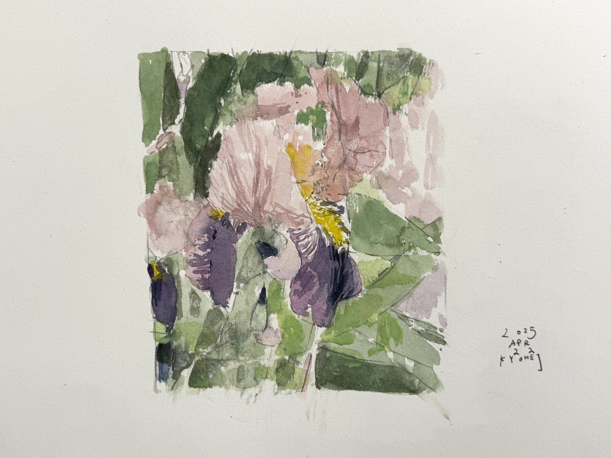 アイリスの(水彩画 2018年 ) アイリスの(水彩画 2018年 ) アイリスの(水彩画 2018年