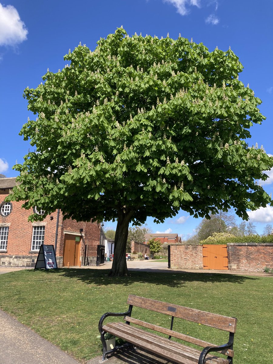 Here’s one for #thicktrunktuesday and <a href="/MyFaveBench/">My Favourite Bench</a> <a href="/InChorley/">Chorley in Pictures</a>
