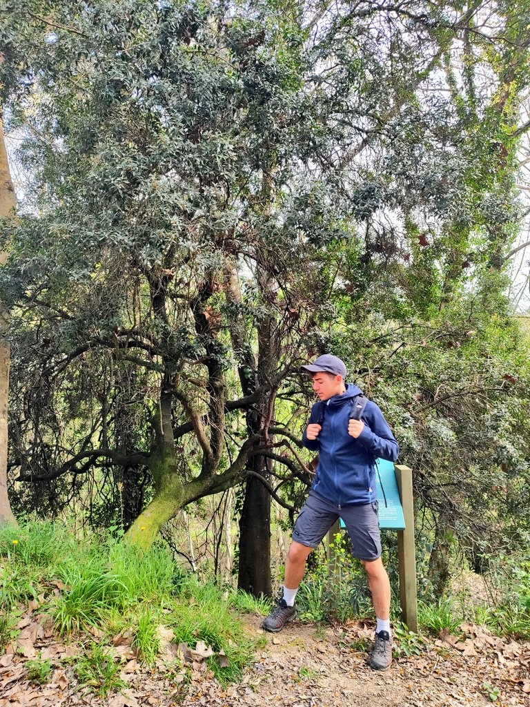 #thicktrunktuesday Phillyrea latifolia 😱