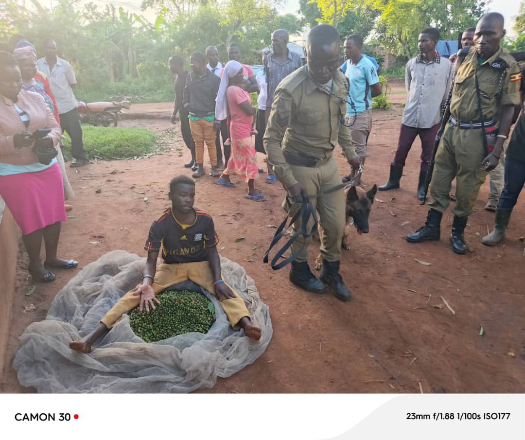 Mbeiza Malik reported the crime of coffee theft to Namagera Police Station. The police dog skilfully tracked 1km to suspect Gizamba Geoffrey's location, resulting in the suspect's arrest and the recovery of stolen coffee seeds.
