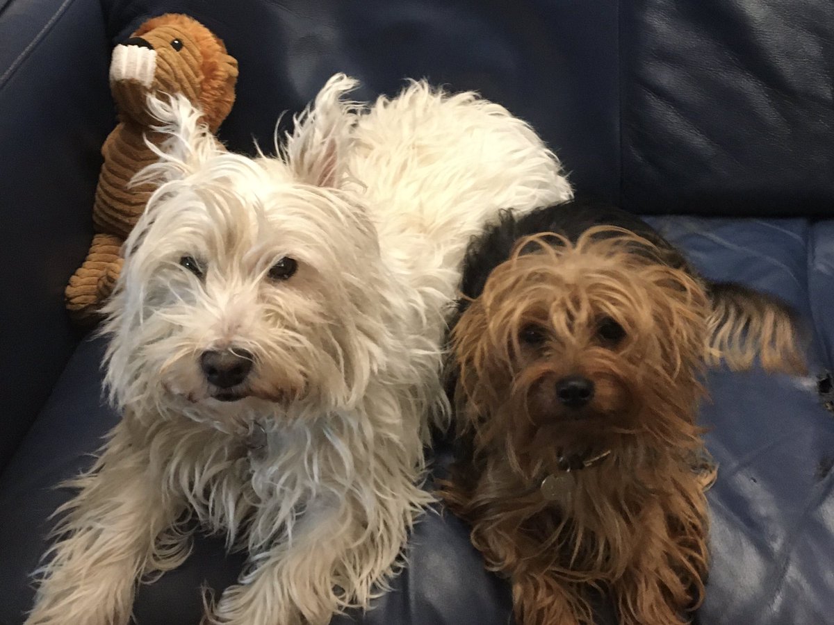 Tikki the Westie, Kila and 🌈Oscar🌈, #ZSHQ (@dogdazeuk) on Twitter photo Happy chewday, palz! Hurz hopin awl owr bwilyant frens gets a luffly chew tu nibbul on! ♥️🍪
<a href="/ZombieSquadHQ/">ZombieSquadHQ💖💚🧡💚🩵©</a>
#ZSHQ #DogsOfX
#DogsOfTwitter
#Westie #Yorkie ♥️ Happy chewday, palz! Hurz hopin awl owr bwilyant frens gets a luffly chew tu nibbul on! ♥️🍪
<a href="/ZombieSquadHQ/">ZombieSquadHQ💖💚🧡💚🩵©</a>
#ZSHQ #DogsOfX
#DogsOfTwitter
#Westie #Yorkie ♥️