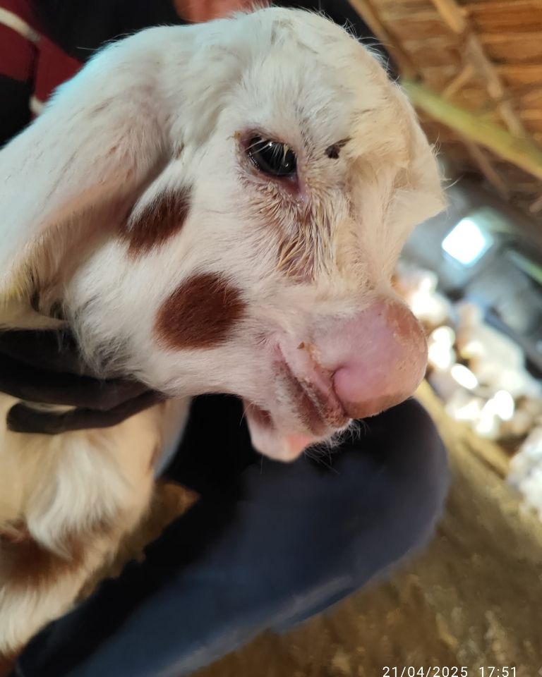 🐑🐝🍯 Hain Arılar Nolmuş Biraz Bal Yemiş, Birazda Burnumu Kovana Sokmuşsam 🤥
📸 Bilgehan Gürsoy