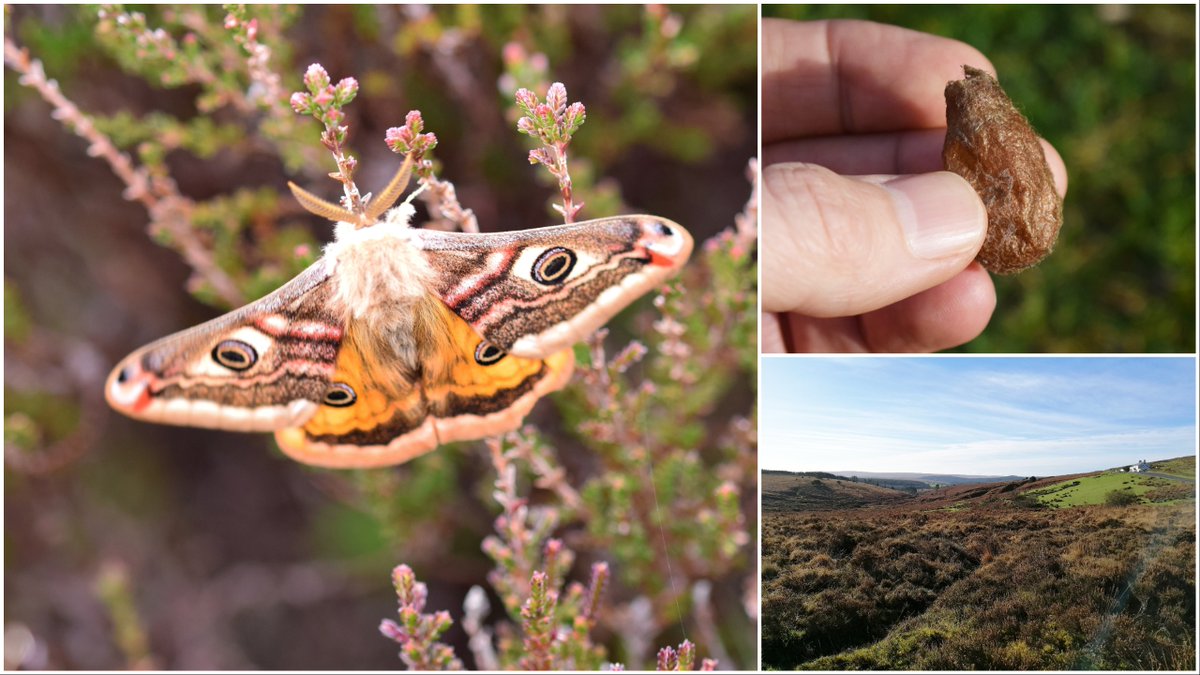 My Country Diary on spring sightings of emperor moths on Dartmoor
theguardian.com/environment/20…