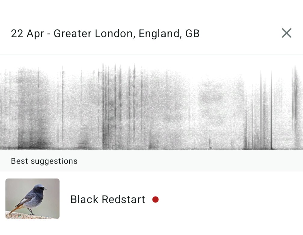 John Booth (@mudchuter) on Twitter photo Black redstart still singing outside <a href="/NHSBartsHealth/">Barts Health</a> Royal London Hospital this morning, hoping I may catch a glimpse eventually! #londonbirds Black redstart still singing outside <a href="/NHSBartsHealth/">Barts Health</a> Royal London Hospital this morning, hoping I may catch a glimpse eventually! #londonbirds