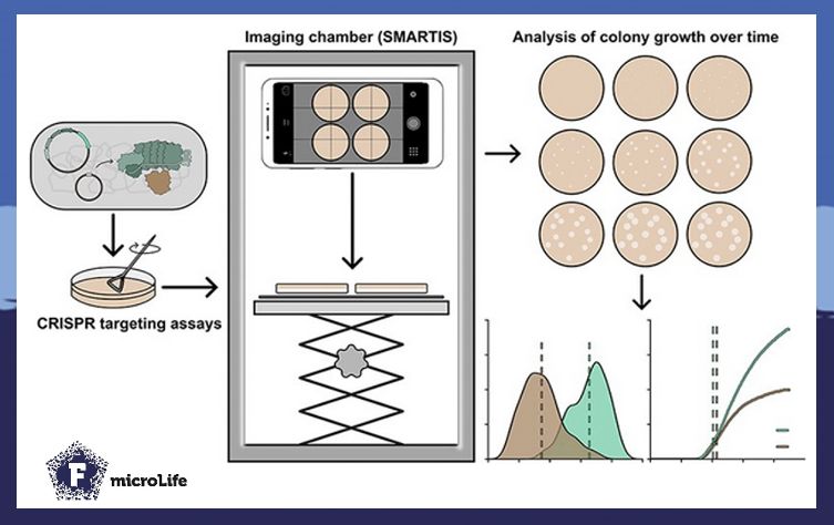 microLife (@microlifejrnl) on Twitter photo 🦠 Dreaming of tracking real-time colony growth? <a href="/SelinaRust/">Selina Rust</a>, <a href="/RandauLab/">Lennart Randau</a> built SMARTIS for you: a remote-controlled, smartphone-based time-lapse imaging system. 🔬📱
Early heterogeneity spotted within hours for cells with Type IV-A1 CRISPR-Cas activity!
buff.ly/lsXhKvG 🦠 Dreaming of tracking real-time colony growth? <a href="/SelinaRust/">Selina Rust</a>, <a href="/RandauLab/">Lennart Randau</a> built SMARTIS for you: a remote-controlled, smartphone-based time-lapse imaging system. 🔬📱
Early heterogeneity spotted within hours for cells with Type IV-A1 CRISPR-Cas activity!
buff.ly/lsXhKvG