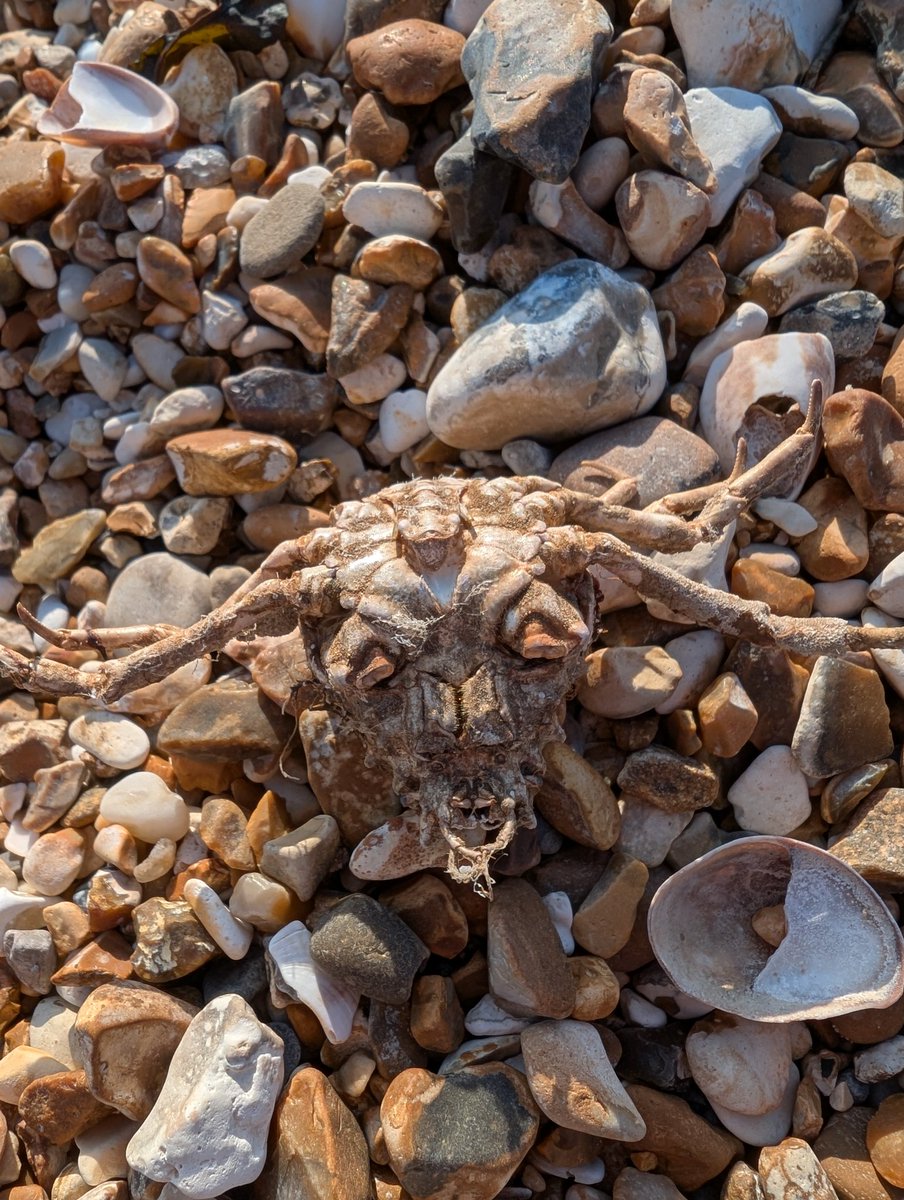 MaGolds's tweet photo. Hayling Island finds
#beach
#randomfinds https://t.co/mXS1mJQjbB